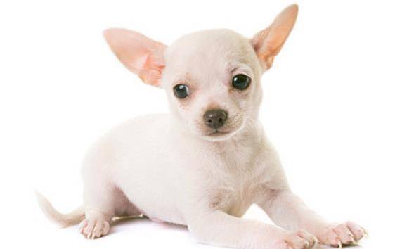 吉娃娃犬是世界上最小型的犬种之一头部圆形耳大薄而直立