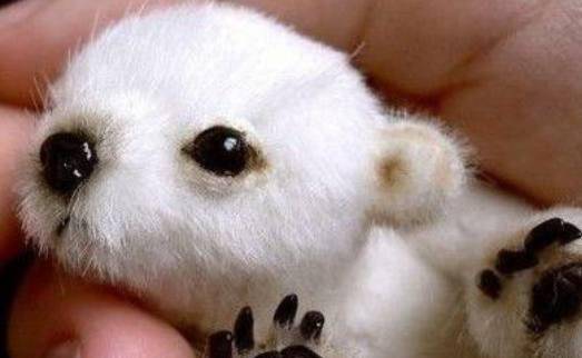 8种动物刚出生的样子:北极熊简直太萌了,刺猬是怎么生