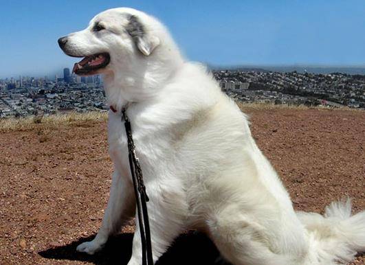 在英国和欧洲大陆大白熊犬被人们称做比利牛斯山犬,与现的牧羊犬一起
