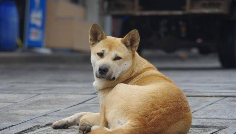 中国本土最古老的犬种之一,中华田园犬