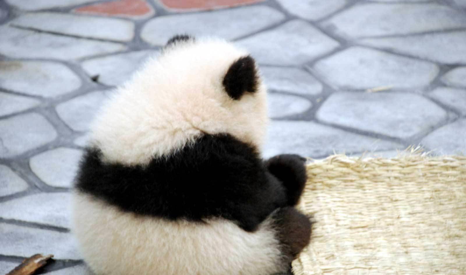 小熊猫的背影居然这么萌,网友:我能看一天