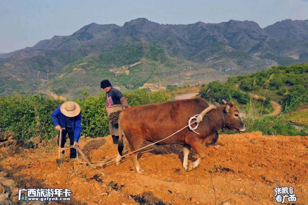 拍了20年的农耕主角大师镜头带你看牛气冲天广西旅游年卡