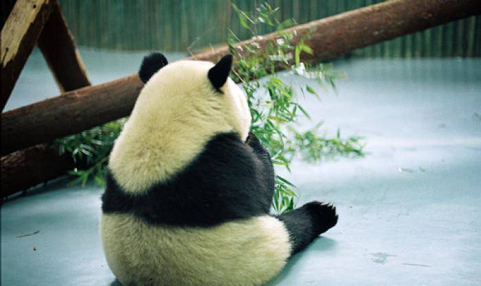 小熊猫的背影居然这么萌,网友:我能看一天