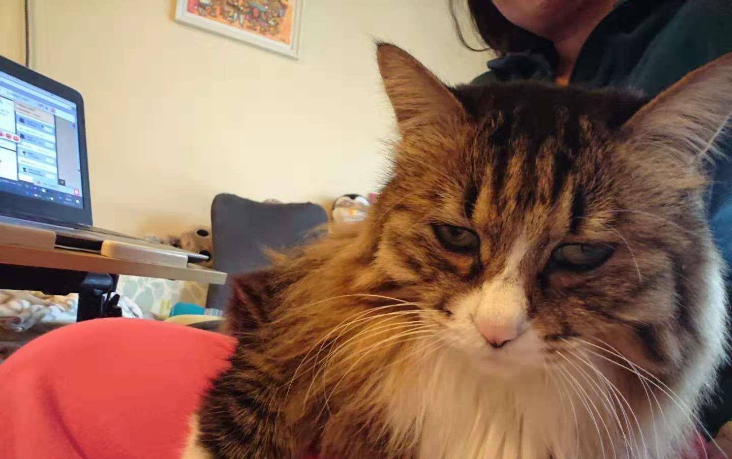 主人坐在沙发上玩电脑,狸花猫撒娇赖在身上,结果白猫发现