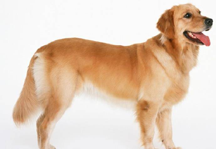 金毛寻回犬(英语:golden retriever)是比较现代并很流行的狗的品种,是