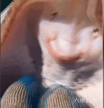 美国一渔民给黄貂鱼挠痒痒,黄貂鱼表现出像笑的表情,却会导致黄貂鱼