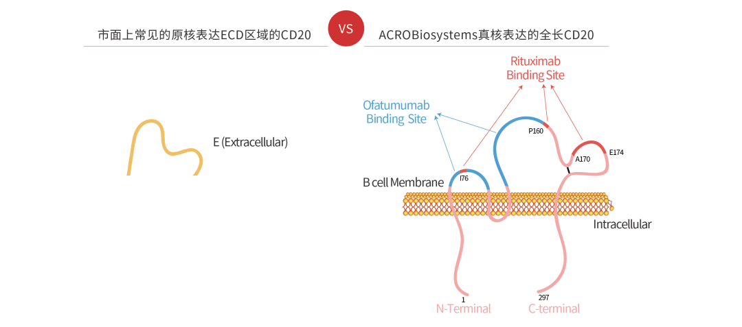 提出了一种命名为"nanodisc"的磷脂层结构,是由膜支架蛋白(membrane