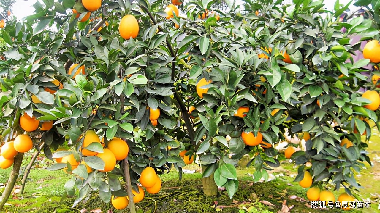 2021年柑橘树种植前景,绵阳柑橘苗批发基地,柑橘有哪些新品种?