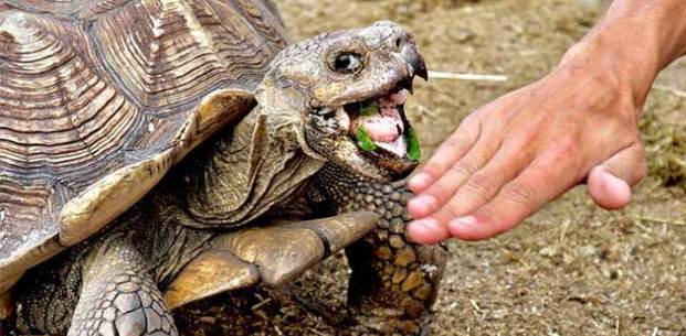 原创即使有伸头一刀的风险乌龟咬死不松口它图啥到嘴的肉不能放