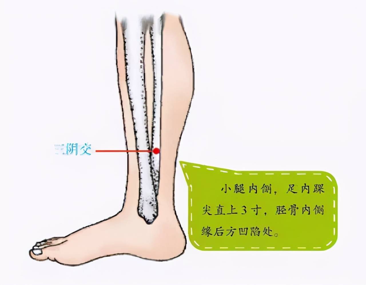 《黄帝明堂经》中有过记载,部位在"内踝上八寸,用自己的手指,4指宽