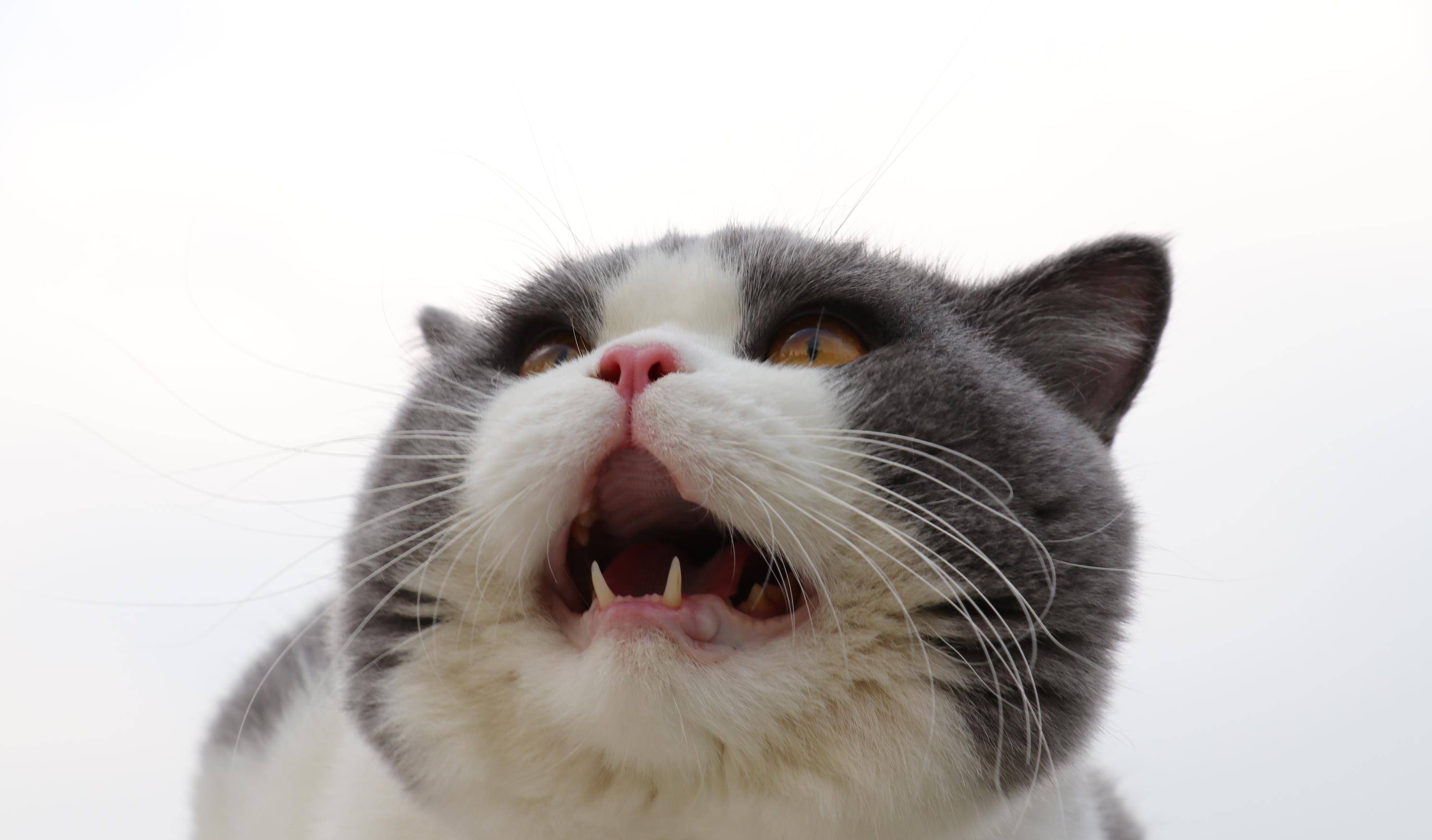 沐米宠物英短蓝白蓝猫高清照片
