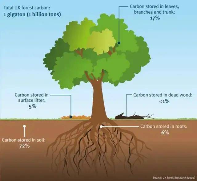 永远不会有足够的树木抵消碳排放森林固碳的悖论