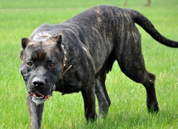 加纳利犬是一种典型的好斗犬,皮肤厚,骨骼结实,肌肉发达,头大且颌部