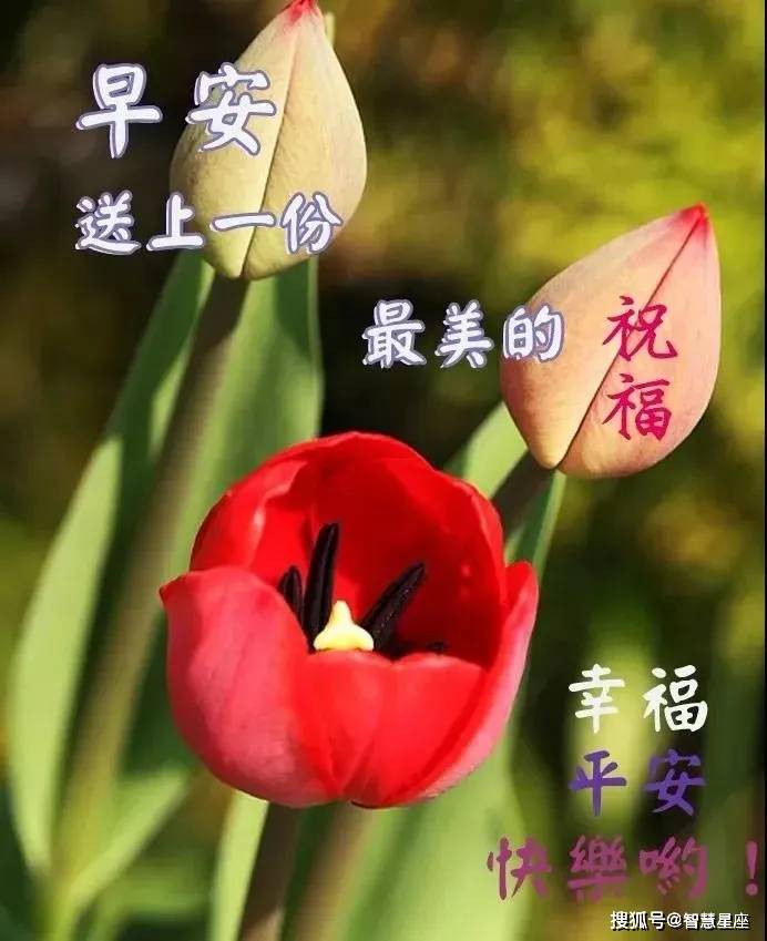 周五非常漂亮的早安问候祝福语动态表情图片,温馨早安