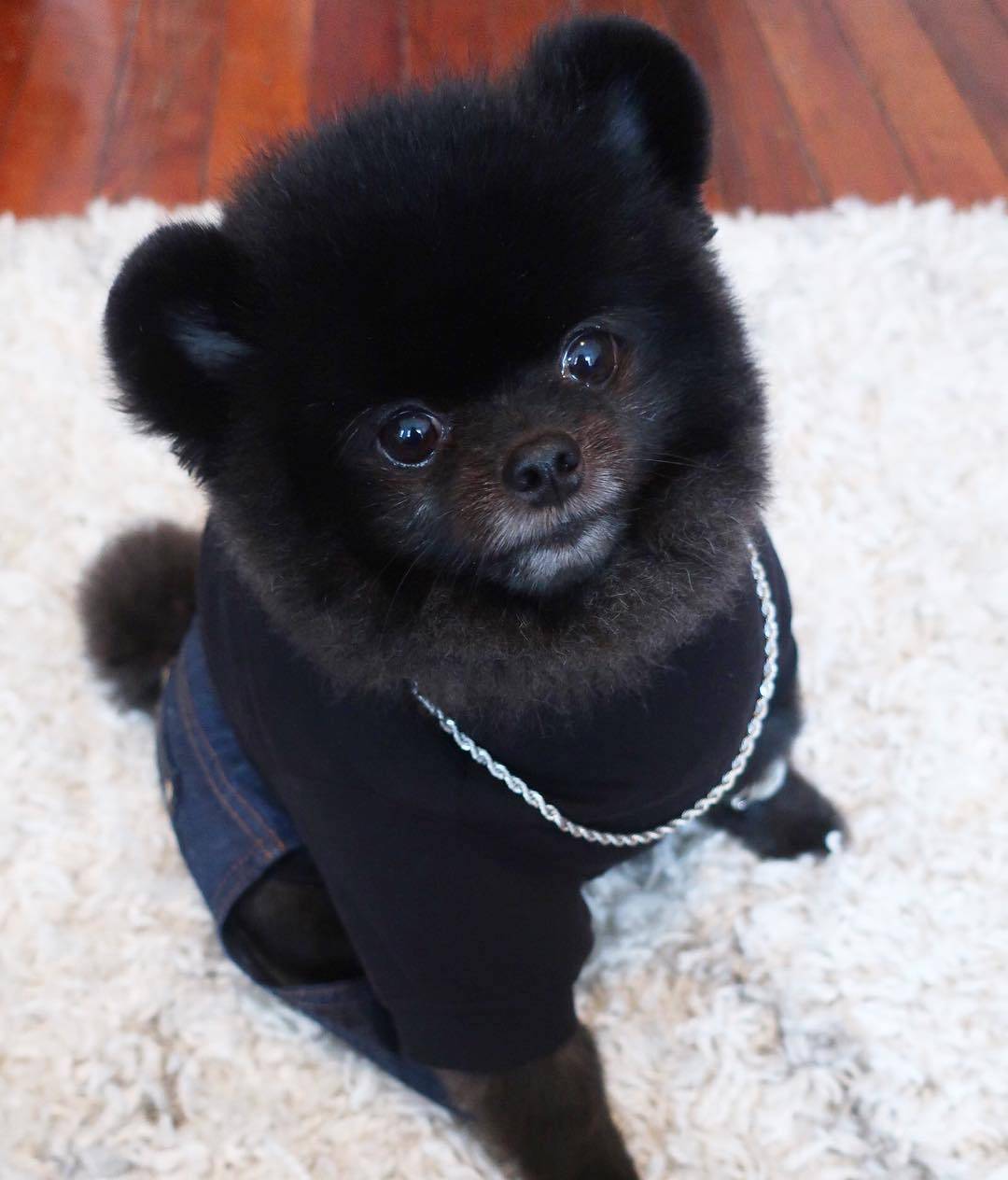 见过这只来自韩国名叫玉米的黑色小博美宠物狗狗吗 超可爱