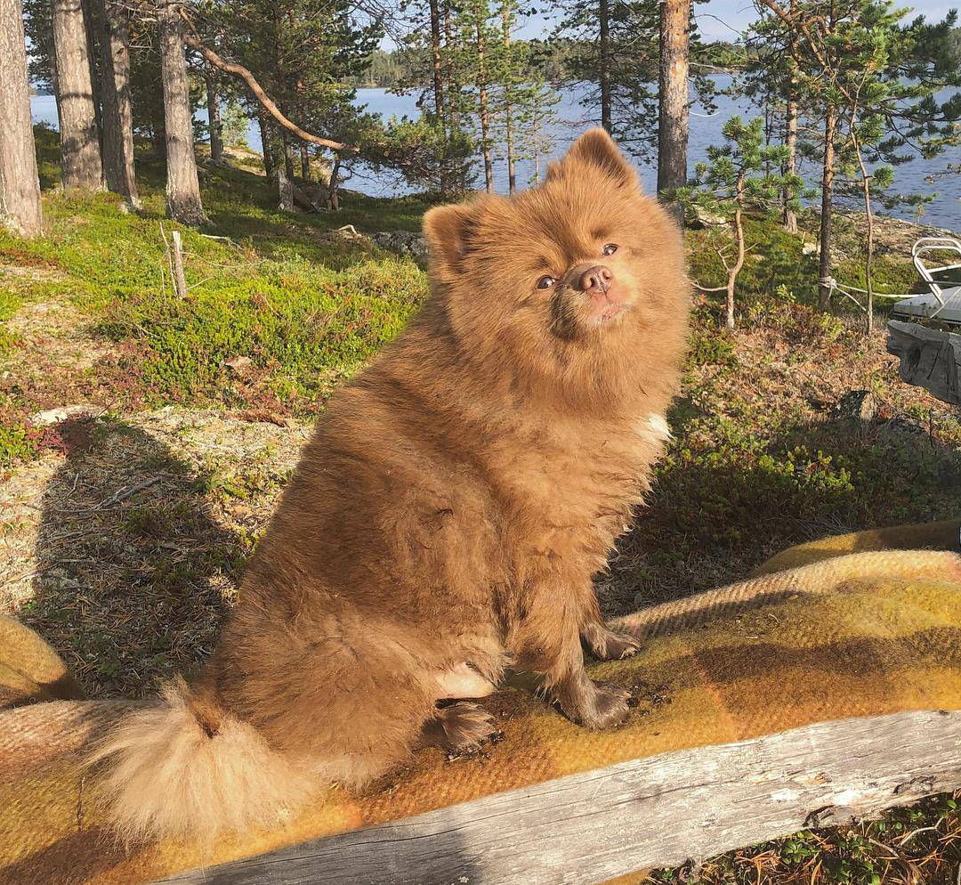 萌萌哒的一只被人从救助站收养的棕色网红博美犬图集