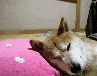 原创主人每晚都要哄柴犬睡觉,柴柴就跟小孩子一样,这一幕好温馨
