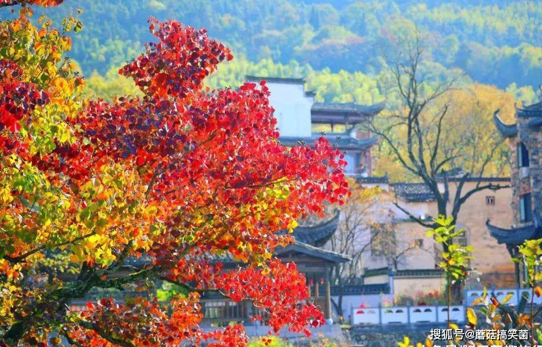 塔川,距离上海最近的秋色,错过又是一年
