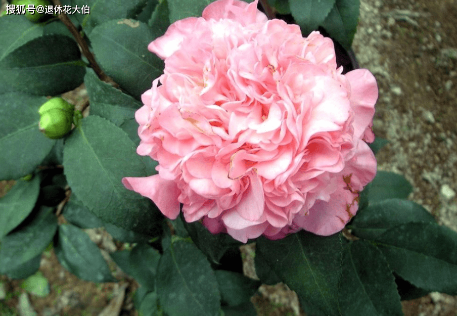 盆栽香妃茶花的要领