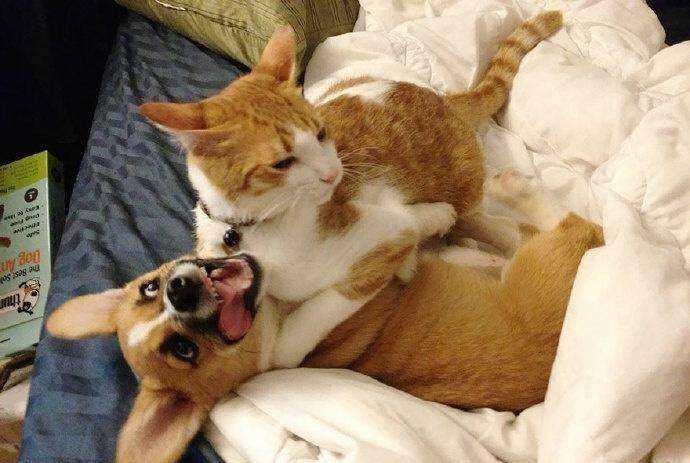 狗狗很照顾猫咪,每次都会先把好吃的留给小猫咪.