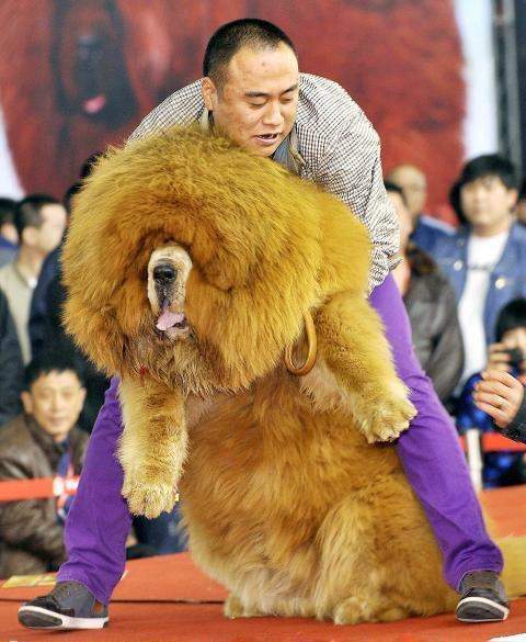 3.天价藏獒