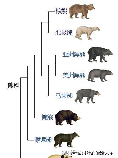 棕熊和北极熊,到底谁才是"熊中之王"?