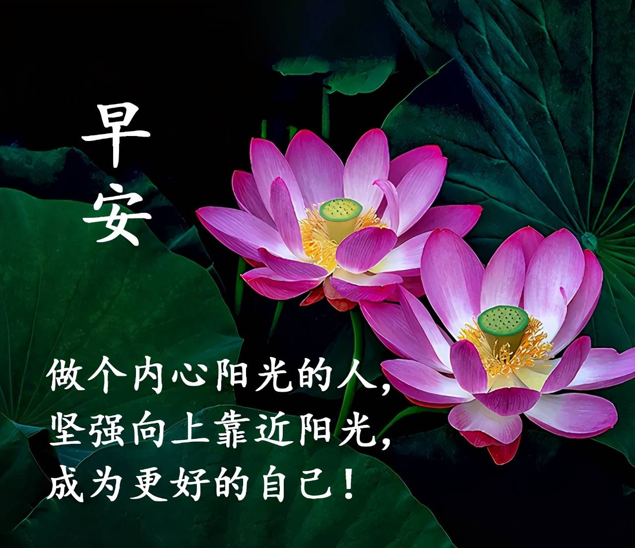 每日清晨最新祝福语 今天早安祝福图片 早安问候句子发朋友圈