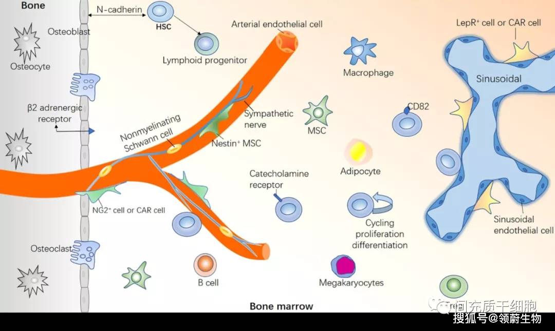 详解骨髓微环境中干细胞与造血的关系