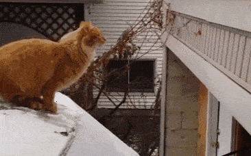 搞笑gif惊讶原来渣猫长这个样子