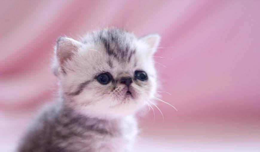 小奶猫玩手指,又啃又咬的,这样的猫我可以撸100遍