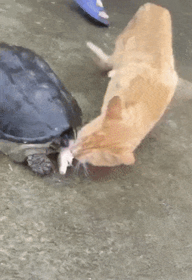 280_408竖版 竖屏gif 动态图 动图