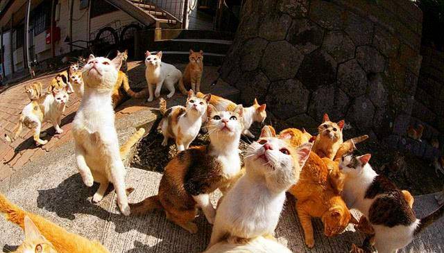 日本猫岛猫咪横行,70多人养几百只猫,每年吸引无数游客围观!