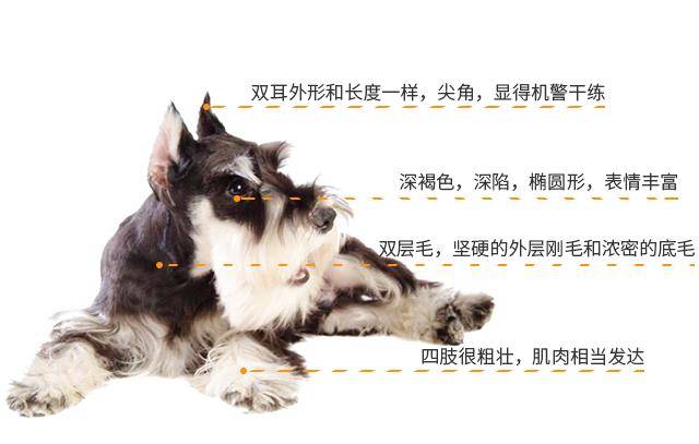 小型雪纳瑞犬:明明是只"小奶狗",非说人家是小老头!