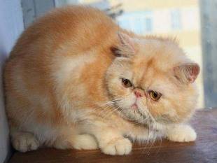 【养宠小知识】加菲猫很容易流眼泪吗