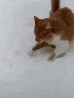 原创猫咪在雪地玩雪,损友狗子突然抢镜,它的动作让主人看傻眼了