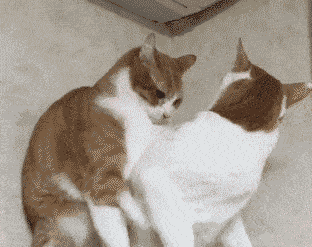 喵星人是一种高冷的生物?看完这些图你还会这么认为吗