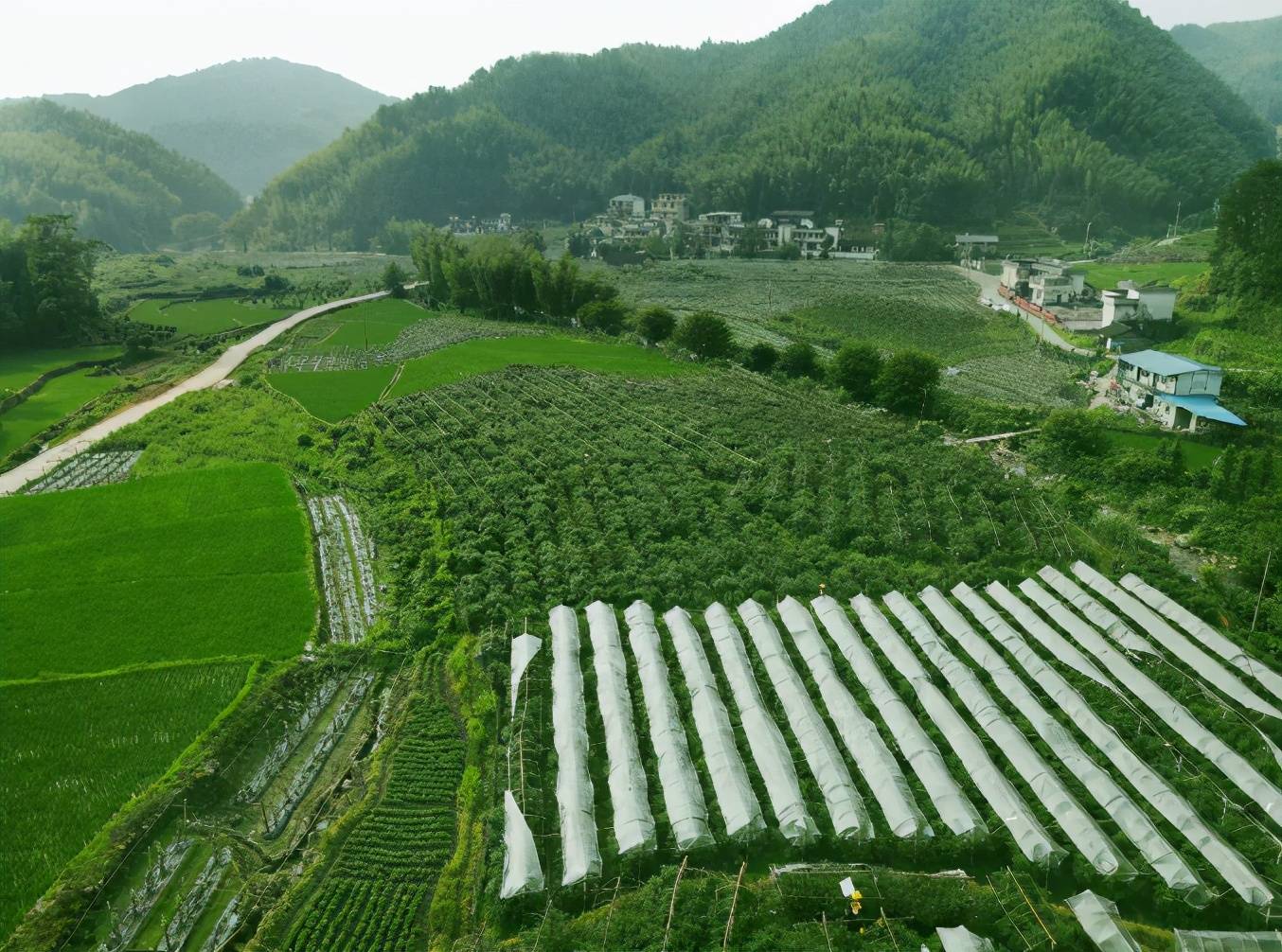 资源生态蓝莓园的果子成熟了,欢迎来中峰乡大源村采摘