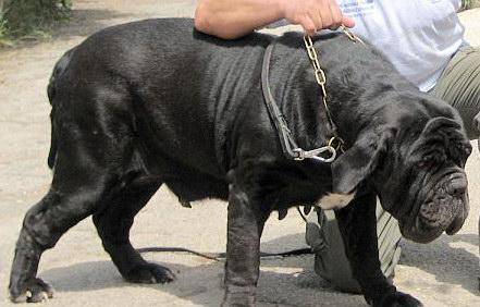 此犬是意大利黑手党的最爱,世界最强斗犬之一,被称为"