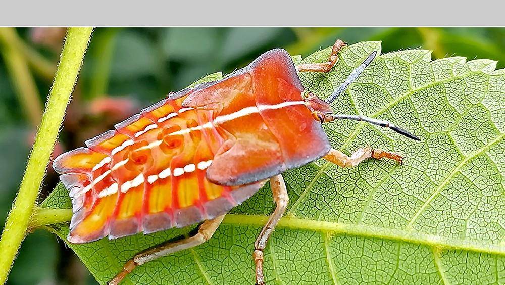 手机拍摄,荔枝椿象若虫