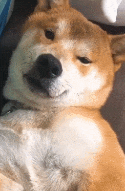 原创柴犬醒来时,发现主人在身边,它的反应太暖心,妹子:撩到我了!