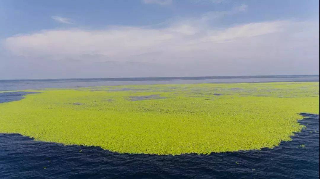 最大规模海上"草原"来袭,青岛打捞浒苔24万吨