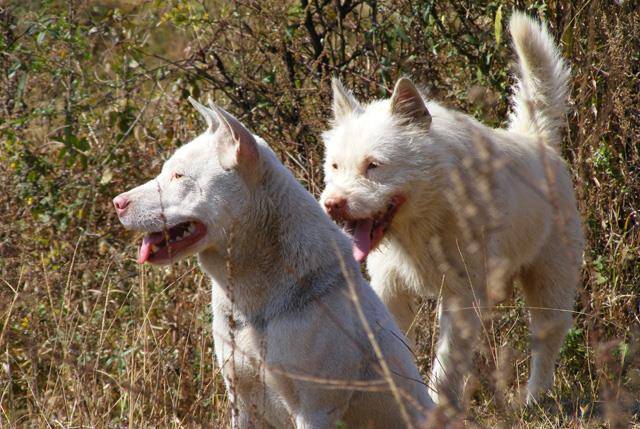 被人们誉为"中华白龙犬,能与野猪抗衡,曾濒临灭绝只有200只