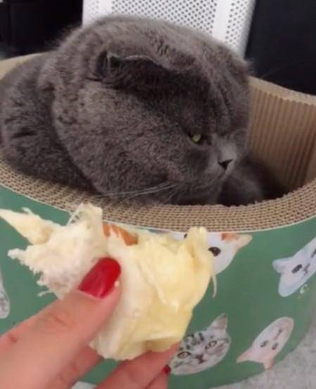 被榴莲熏醒以后,蓝猫的眼神充满杀气,主人都要笑疯了:我好怕怕