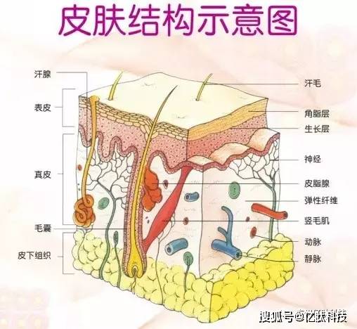 皮肤角质层薄怎么护理?