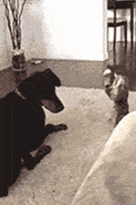 汪星人内心os:怎么办怎么办好可爱好想摸可是好怕吓到它哦不管了忍不