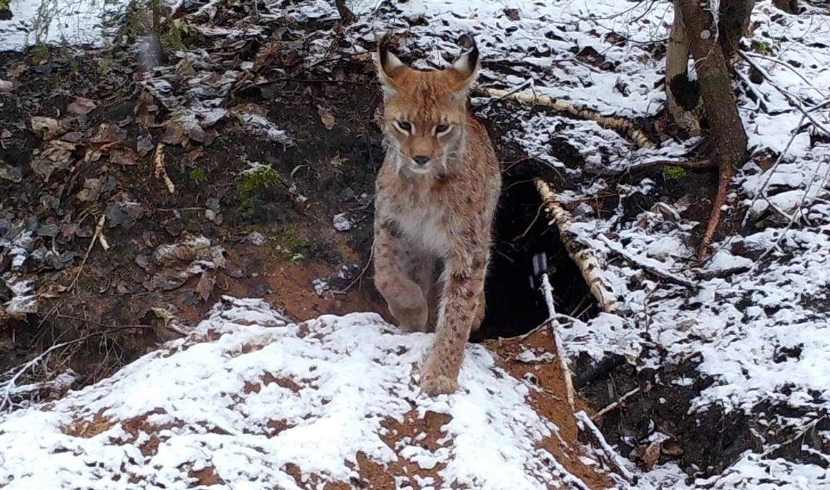 原创高效的"屠狼机器"!欧亚大猞猁,长期打压狼群的发展