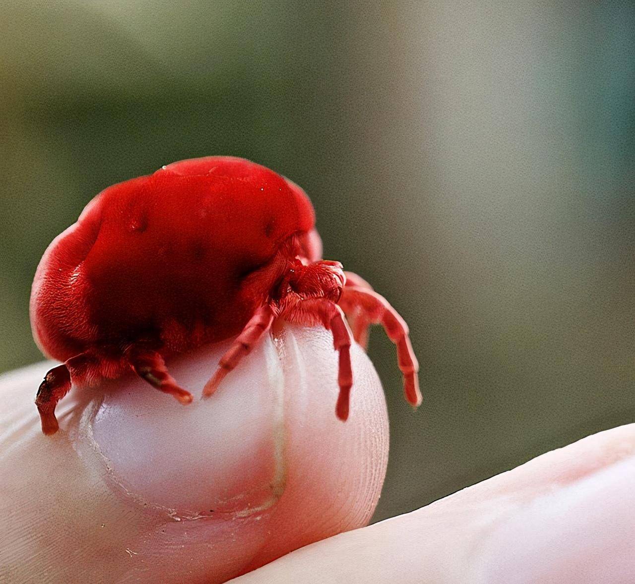 大点的红色天鹅绒螨也仅有2厘米,对比它的外观更容易让人接受螨与蜘蛛