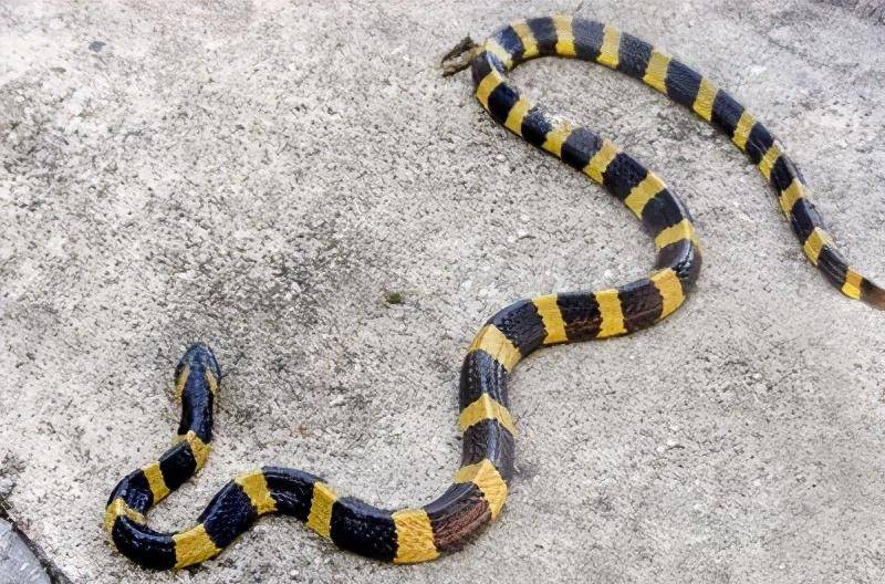 金环蛇是一种具前沟牙的剧毒蛇,与眼镜蛇,灰鼠蛇合称"三蛇",是著名的