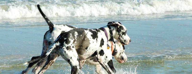 全球4大巨型犬,被誉为猛犬中的杀戮机器,其中它把屠狼当娱乐