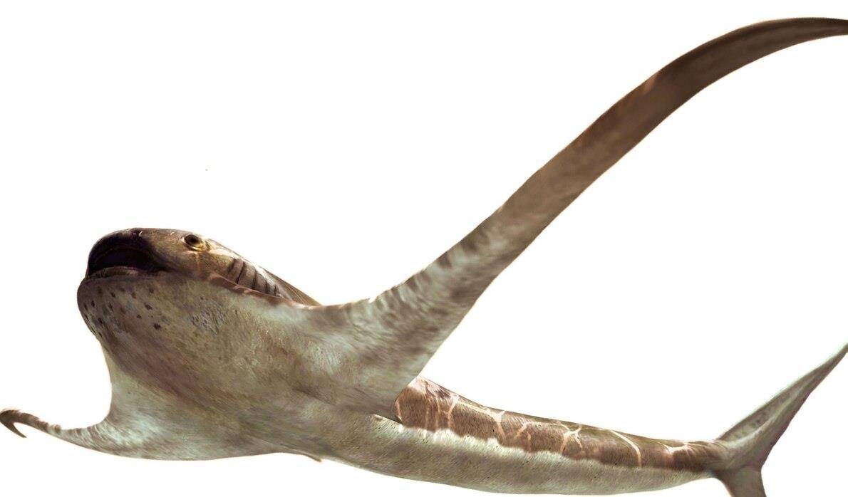 科学家发现白垩纪的怪异"鲨鱼"
